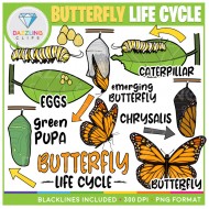Butterfly Life Cycle Clip Art