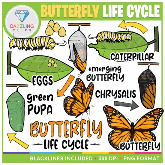 Butterfly Life Cycle Clip Art