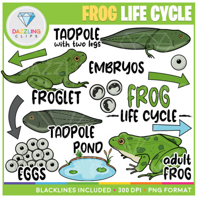 Frog Life Cycle Clip Art