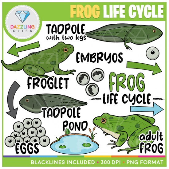 Frog Life Cycle Clip Art