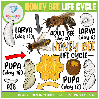 Honey Bee Life Cycle Clip Art