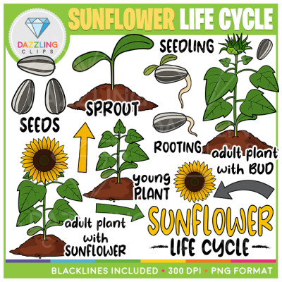 Sunflower Life Cycle Clip Art